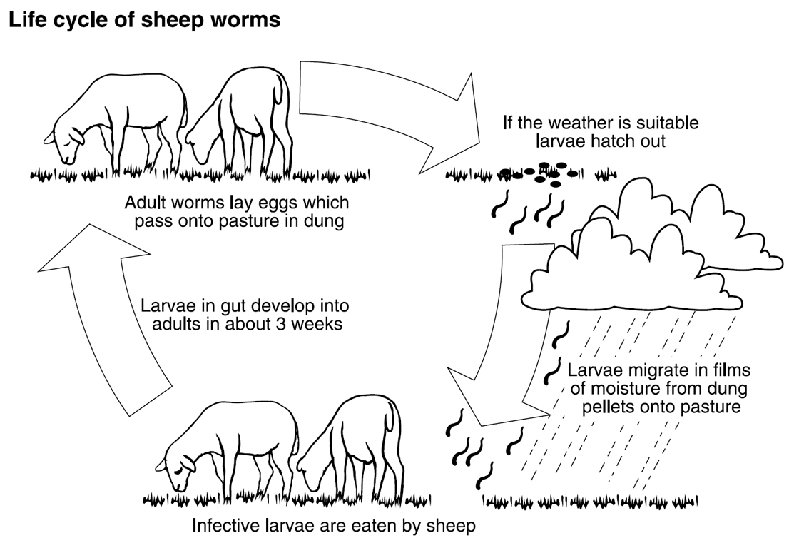 Barber S Pole Worm Stock Sense Fact Sheets