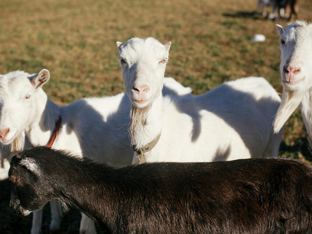 Animal Health Declarations - Victorian Farmers Federation