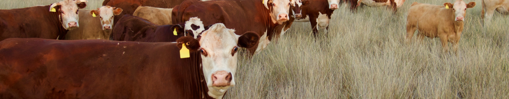 Bendigo-Cattle-Workshop-Facebook-Event-Cover-1